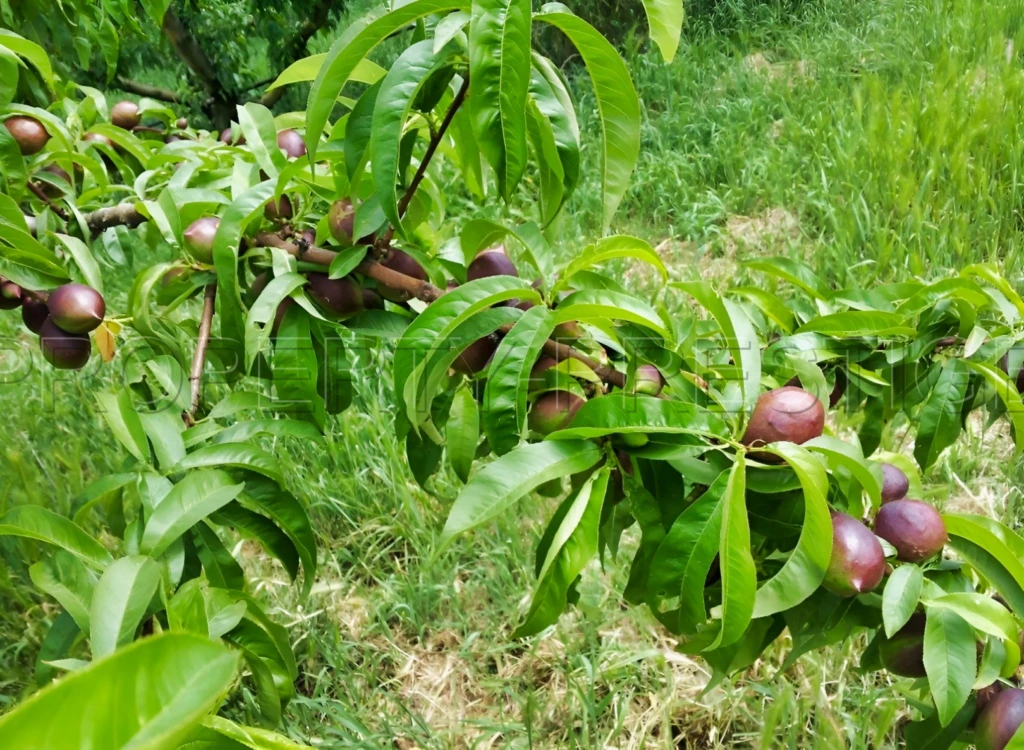 PYRENEES ORIENTALES DOMAINE ARBORICOLE 10.5 HA 9