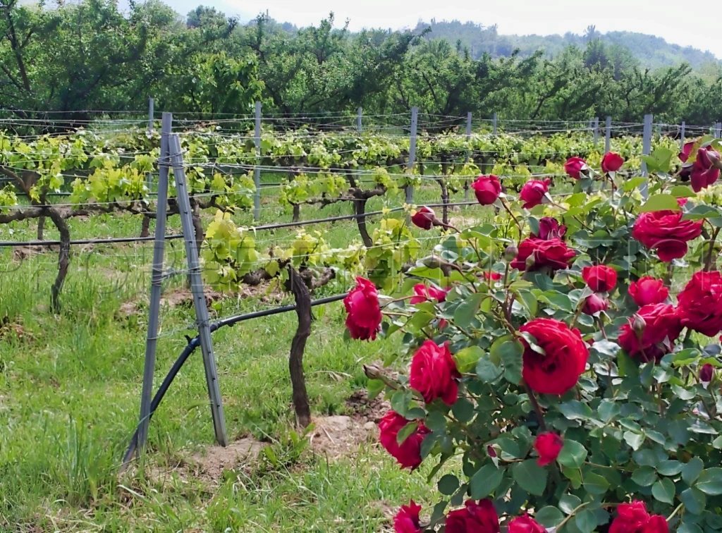 PYRENEES ORIENTALES DOMAINE ARBORICOLE 10.5 HA 10