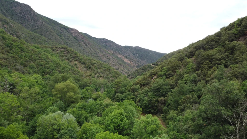 Forêt de 308 Hectares au Cœur du Conflent 2