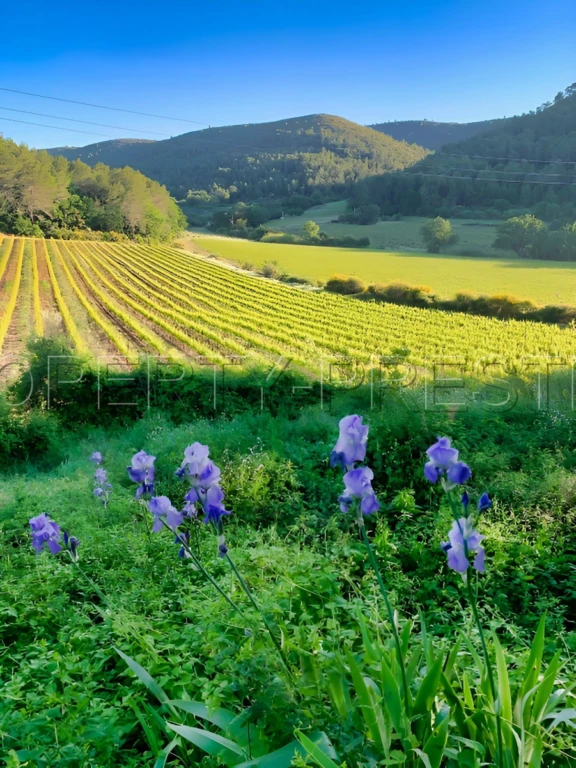 PROVENCE VERTE DOMAINE 62 HA OLIVERAIE VIGNES 6