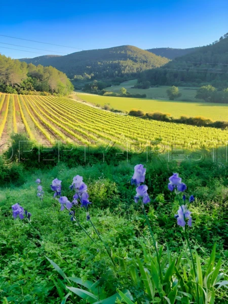 PROVENCE VERTE DOMAINE 62 HA OLIVERAIE VIGNES 6