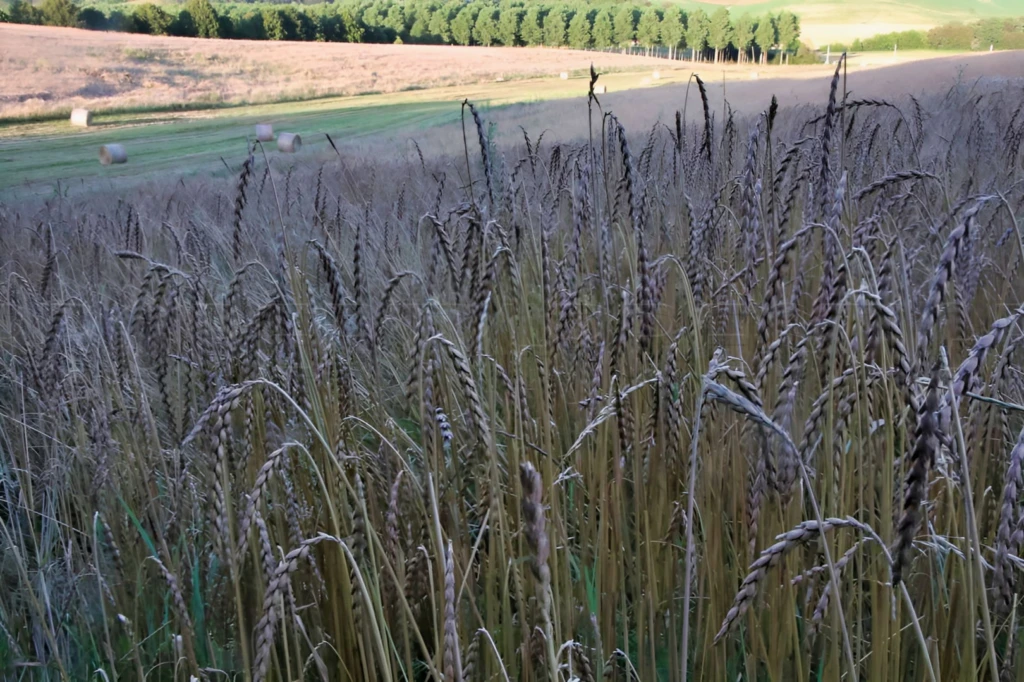 GERS Ferme autonome et bioclimatique 42 Ha 6