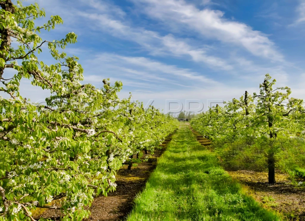 DOMAINE PRUNICOLE 65 ha - AGEN 5