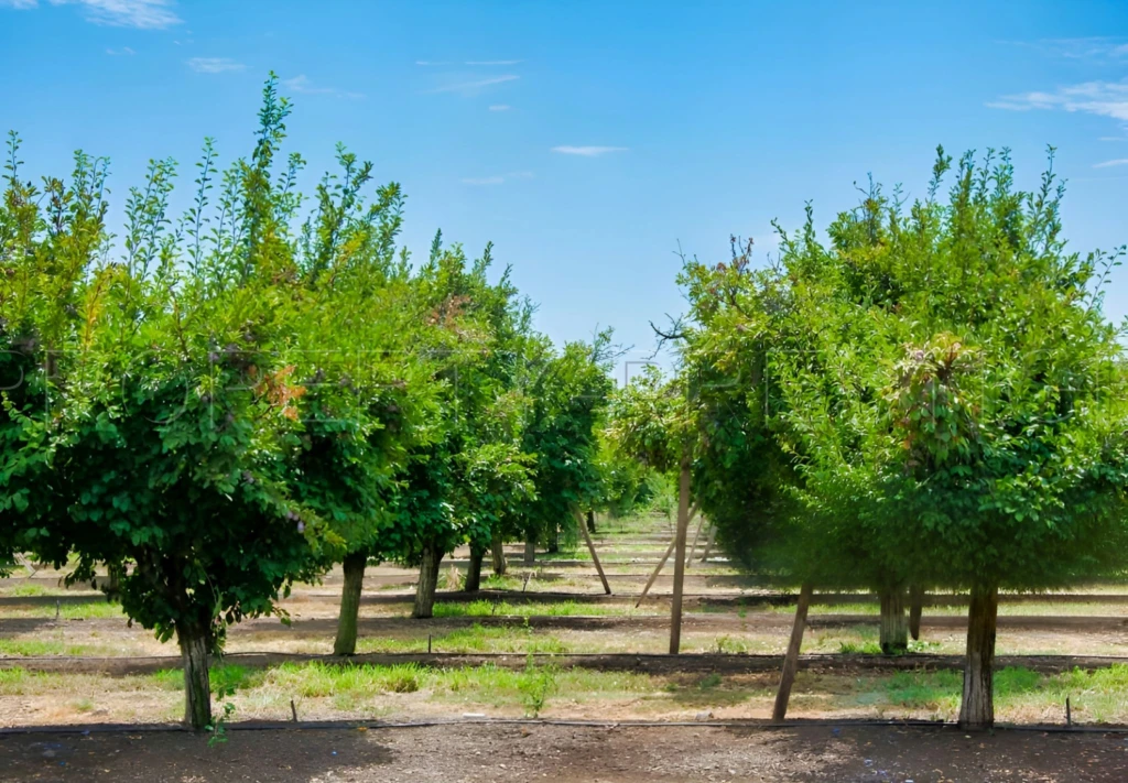 DOMAINE PRUNICOLE 65 ha - AGEN 7